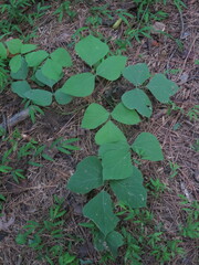 Pueraria montana