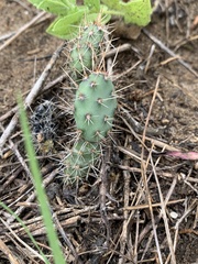 Opuntia humifusa