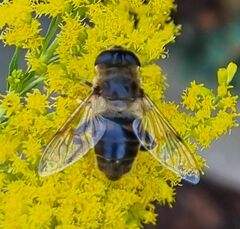 Eristalis tenax