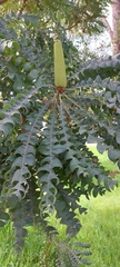 Banksia grandis
