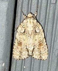 Acronicta ovata