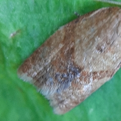 Clepsis
