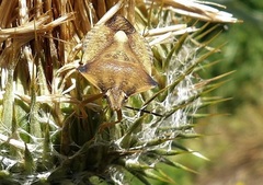 Carpocoris fuscispinus