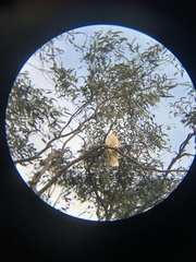 Cacatua sanguinea