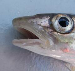 Merlangius merlangus