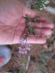 Lespedeza virginica