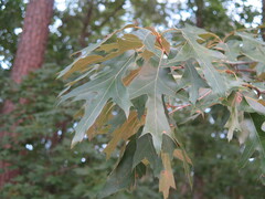 Quercus falcata