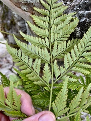 Davallia solida