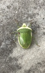 Nezara viridula