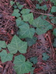 Hedera helix