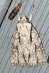 Acronicta lobeliae