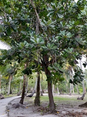 Barringtonia asiatica