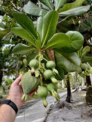 Barringtonia asiatica