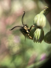 Pennisetia marginatum