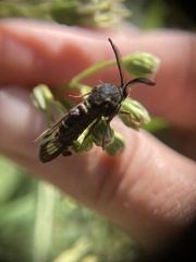 Pennisetia marginatum