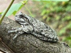 Hyla versicolor