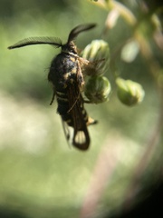 Pennisetia marginatum