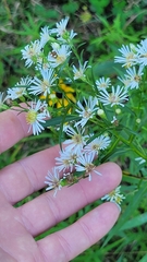 Symphyotrichum lanceolatum