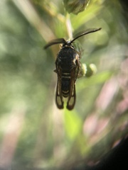 Pennisetia marginatum