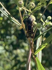 Pennisetia marginatum