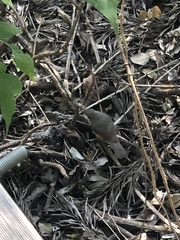 Colluricincla rufogaster