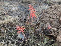 Gonialoe variegata