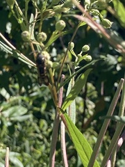 Pennisetia marginatum