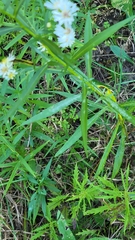 Symphyotrichum lanceolatum