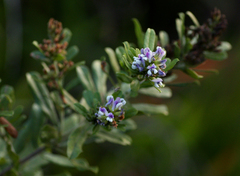 Otholobium foliosum image