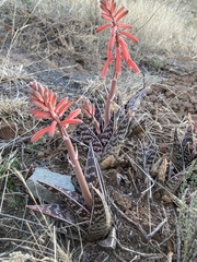 Gonialoe variegata