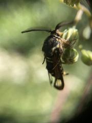 Pennisetia marginatum