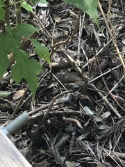 Colluricincla rufogaster