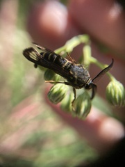 Pennisetia marginatum