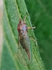 Homotomidae