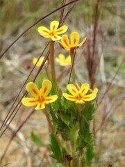 Zaluzianskya divaricata