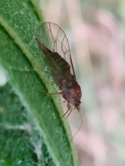 Homotomidae