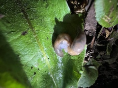 Deroceras reticulatum