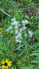Symphyotrichum lanceolatum