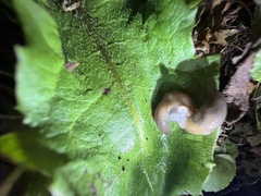 Deroceras reticulatum