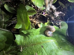 Deroceras reticulatum