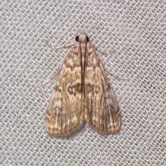 Elophila gyralis