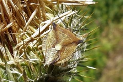 Carpocoris fuscispinus