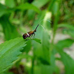 Adela australis