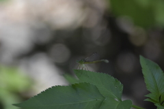 Ceriagrion indochinense