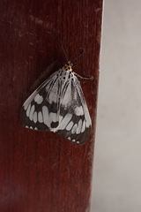Nyctemera adversata