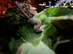 Deroceras reticulatum