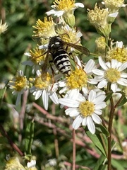 Vespula consobrina
