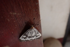 Nyctemera adversata