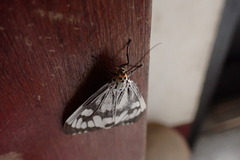 Nyctemera adversata