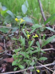 Brassicaceae